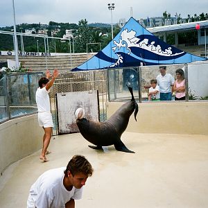 Marineland Mallorca 1989 - Patagonian Sealion training