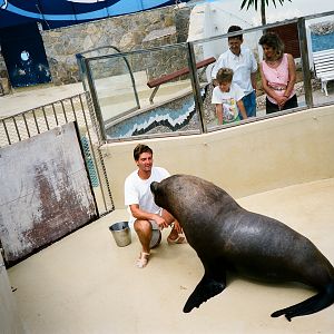 Marineland Mallorca 1989 - Patagonian Sealion training
