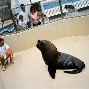 Marineland Mallorca 1989 - Patagonian Sealion training