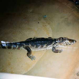 Marineland Mallorca 1989 - Small crocodile