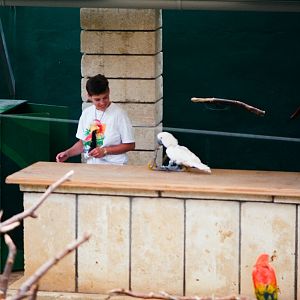 Marineland Mallorca 1989 - Parrot Show