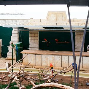 Marineland Mallorca 1989 - Parrot Show