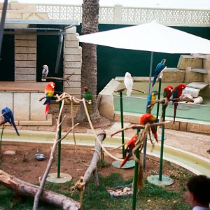 Marineland Mallorca 1989 - Parrot Show