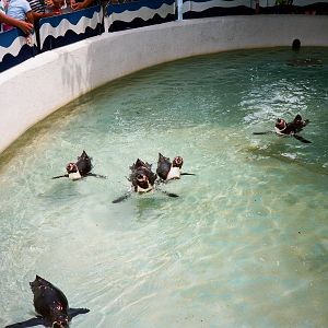 Marineland Mallorca 1989 - Penguin pool