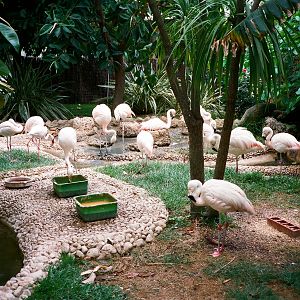 Marineland Mallorca 1989 - Flamingo exhibit