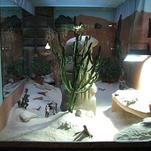 Vivarium de Lausanne 2006 - Fennec Fox exhibit