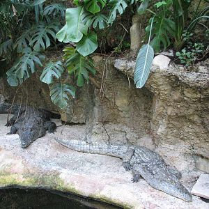Vivarium de Lausanne 2006 - Nile Crocodiles?