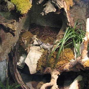 Vivarium de Lausanne 2006 - One of the lizard exhibits