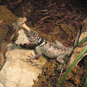 Vivarium de Lausanne 2006 - Which species is this?