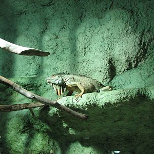Vivarium de Lausanne 2006 - Green Iguana