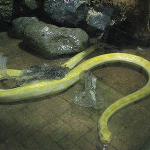Vivarium de Lausanne 2006 - Albino Burmese Python