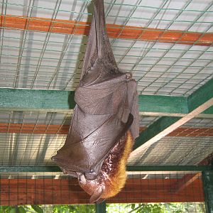 flying fox (Pteropus vampyrus)