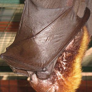flying fox (Pteropus vampyrus)