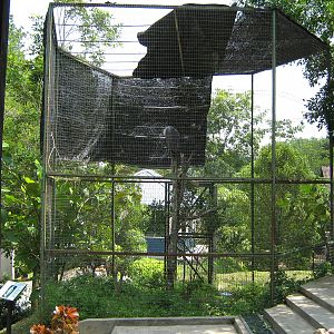 cage for white-bellied sea eagle (Haliaeetus leucogaster)