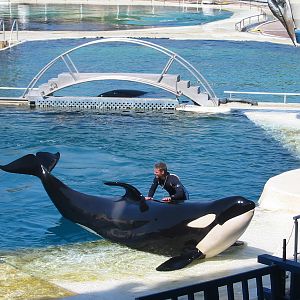 Marineland Antibes 2005 - Killer Whale Stadium show