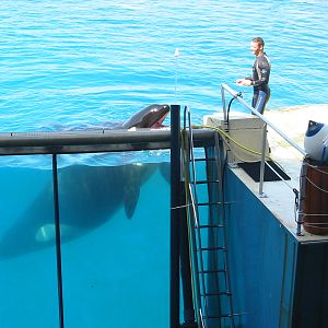 Marineland Antibes 2005 - Killer Whale Stadium show