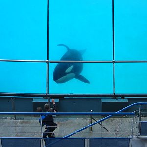 Marineland Antibes 2005 - Killer Whale Stadium show