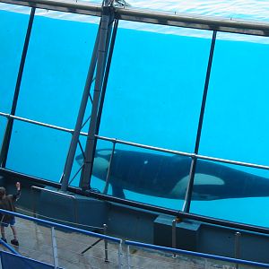 Marineland Antibes 2005 - Killer Whale Stadium show