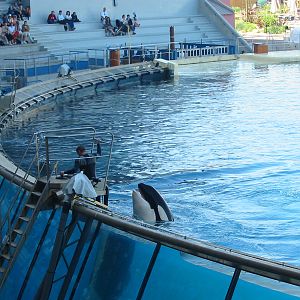 Marineland Antibes 2005 - Killer Whale Stadium show