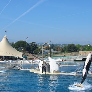 Marineland Antibes 2005 - Killer Whale Stadium show
