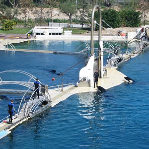 Marineland Antibes 2005 - Killer Whale training between shows