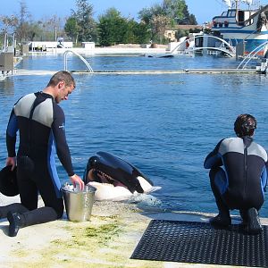 Marineland Antibes 2005 - Trainer feeds a Killer Whale