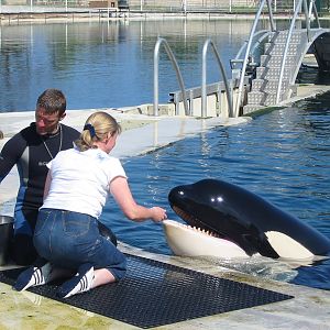 Marineland Antibes 2005 - Visitor gets to feed a Killer Whale