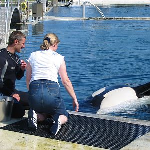 Marineland Antibes 2005 - Visitor gets to feed a Killer Whale