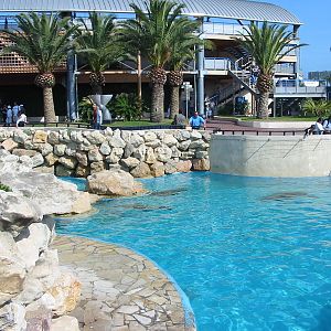 Marineland Antibes 2005 - South American Sea Lion pool