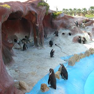 Marineland Antibes 2005 - Penguin exhibit