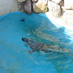 Marineland Antibes 2005 - Grey Seal in the mixed pinniped pool