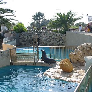 Marineland Antibes 2005 - Sea Lion in the mixed pinniped pool