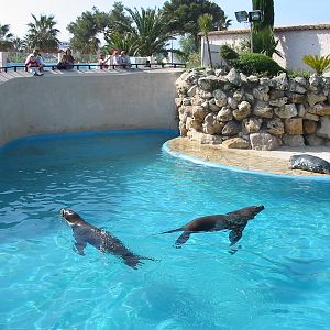 Marineland Antibes 2005 - Grey Seal and Sea Lions in the mixed pinniped poo
