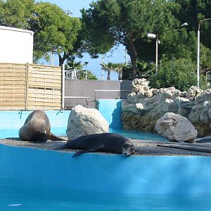 Marineland Antibes 2005 - Sea Lions in another mixed pinniped pool