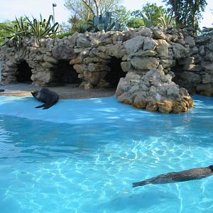 Marineland Antibes 2005 - Grey Seal and Sea Lion in another mixed pinniped
