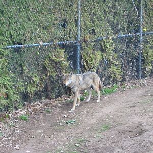 Racine Zoo 2003 - Wolf
