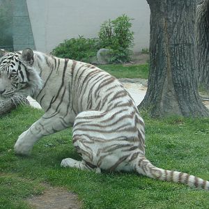 Potawatomi Zoo 2003 - White Tiger