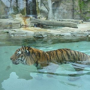 Potawatomi Zoo 2003 - Siberian Tiger
