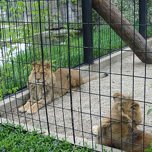 Potawatomi Zoo 2003 - Young African Lions