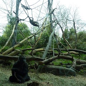 Gorilla Exhibit
