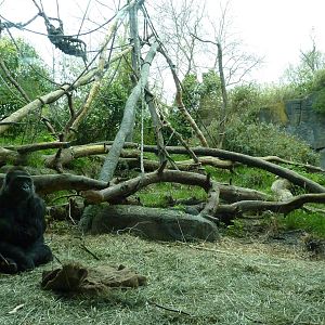 Gorilla Exhibit