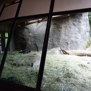 Gorilla Exhibit - Viewing Windows