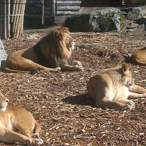 Lions sunbathing