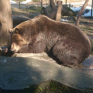 Bear male