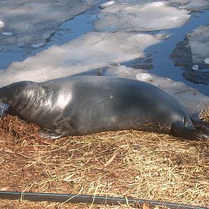 Seal