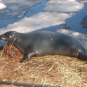 Seal