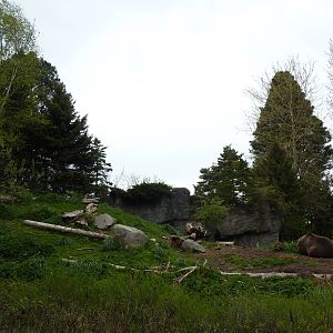 Grizzly Bear Exhibit