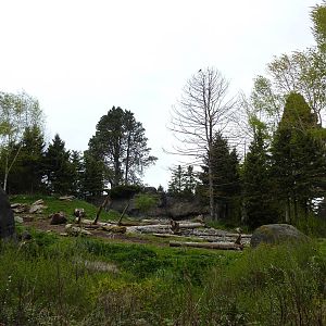 Grizzly Bear Exhibit