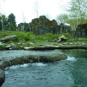River Otter + Rocky Mountain Goat/Arctic Fox Exhibits