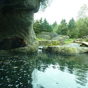 Grizzly Bear Exhibit